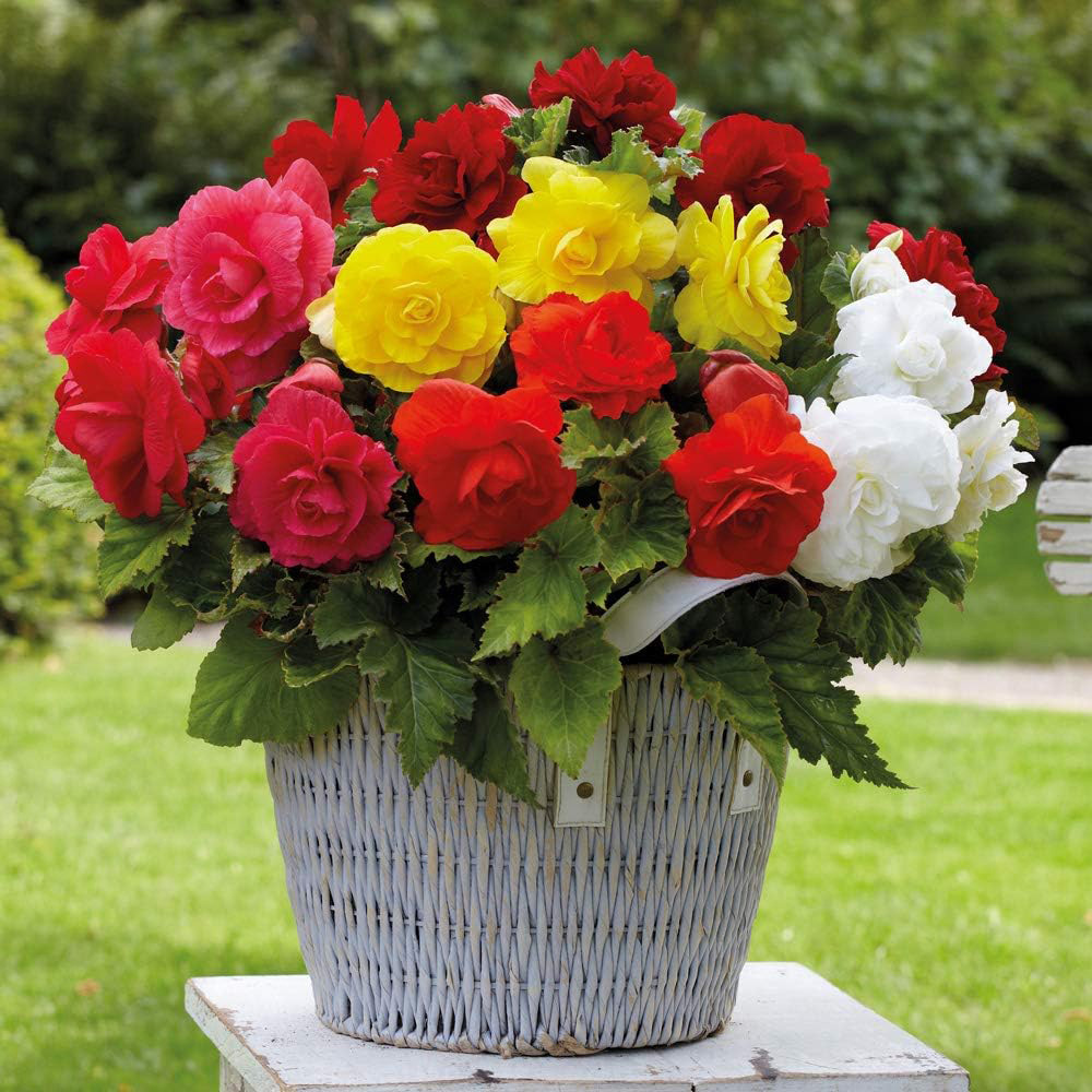 Thompson & Morgan Begonia Double Flowered Mixed Tuber 10 Pack Image 1