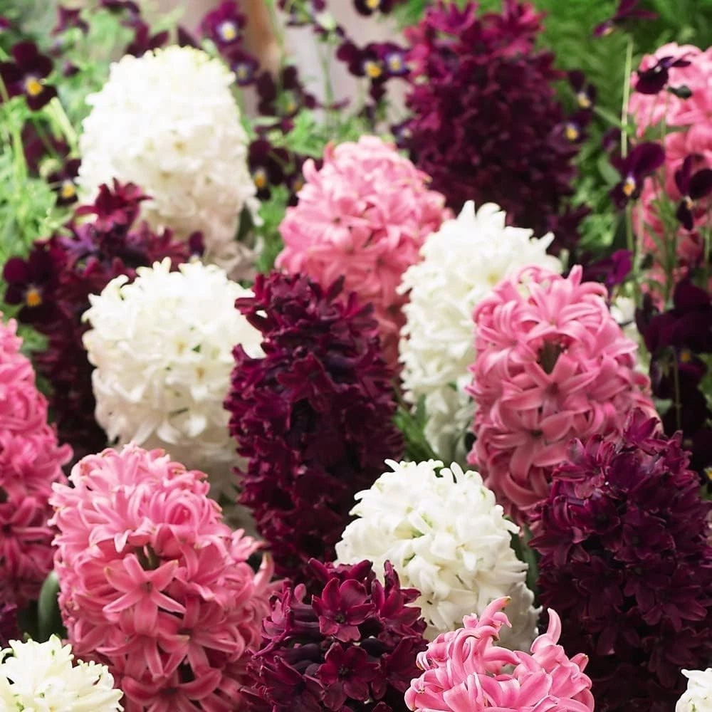 Thompson and Morgan Hyacinth Pretty in Pink Autumn Planting Bulb 16 Pack Image 5