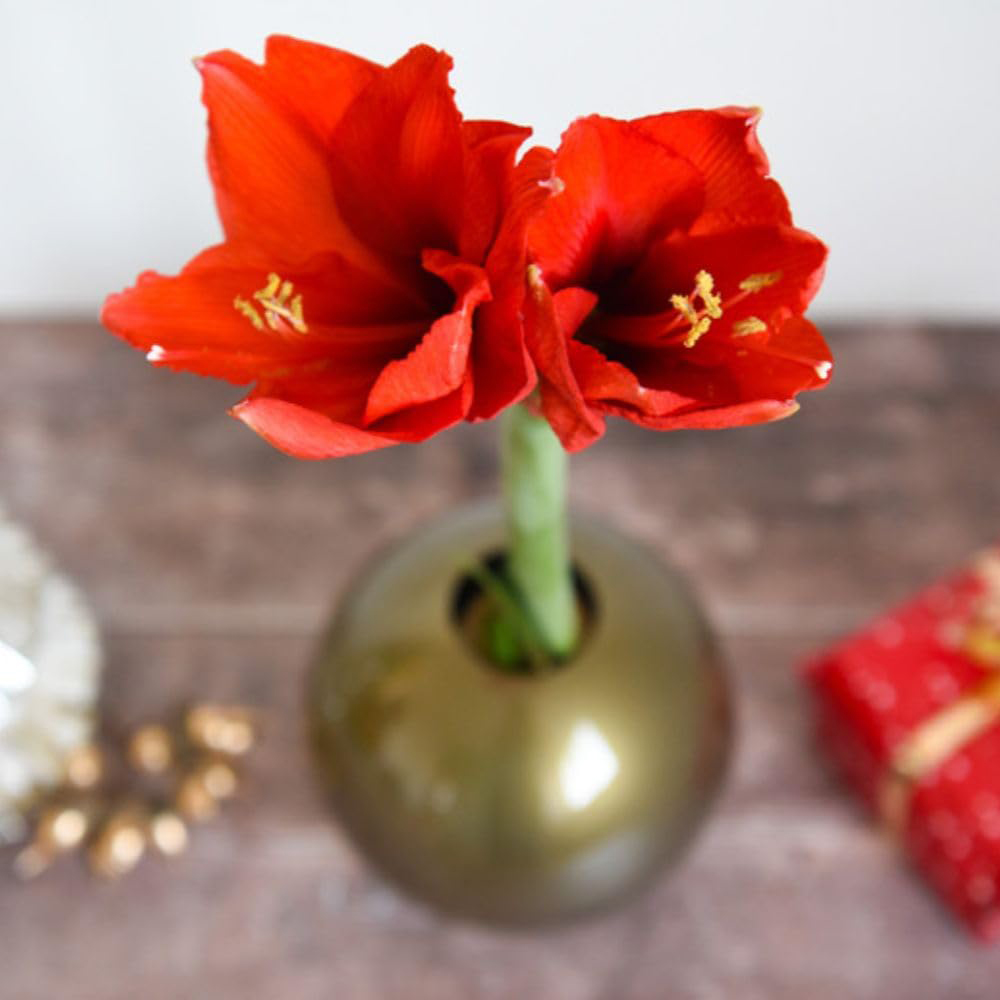Thompson and Morgan Christmas Gift Red Amaryllis Bulb in Gold Globe Image 4
