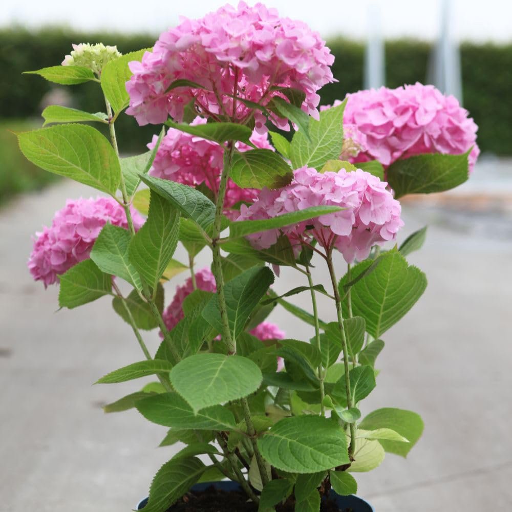 Thompson and Morgan Hydrangea Macrophylla Endless Summer The Original Plant in Pot 35L Pot Image 7