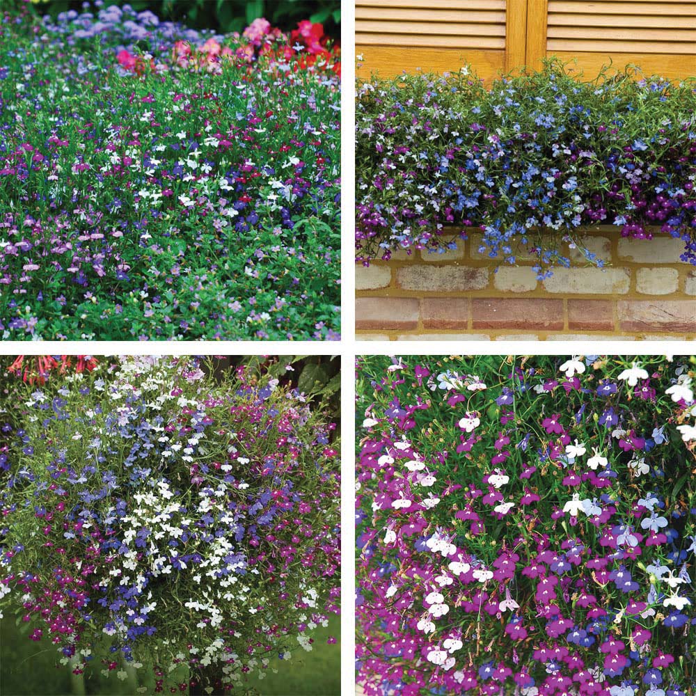 Thompson and Morgan Lobelia Cascade Garden Ready Plants 15 Pack Image 1