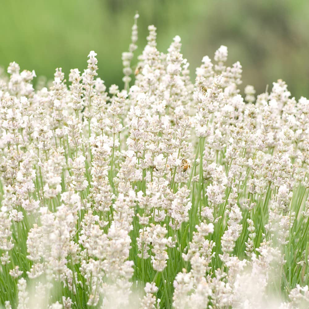 Thompson and Morgan Lavandula Lavender Angustifolia Arctic Snow Potted Plant 9cm Image 1