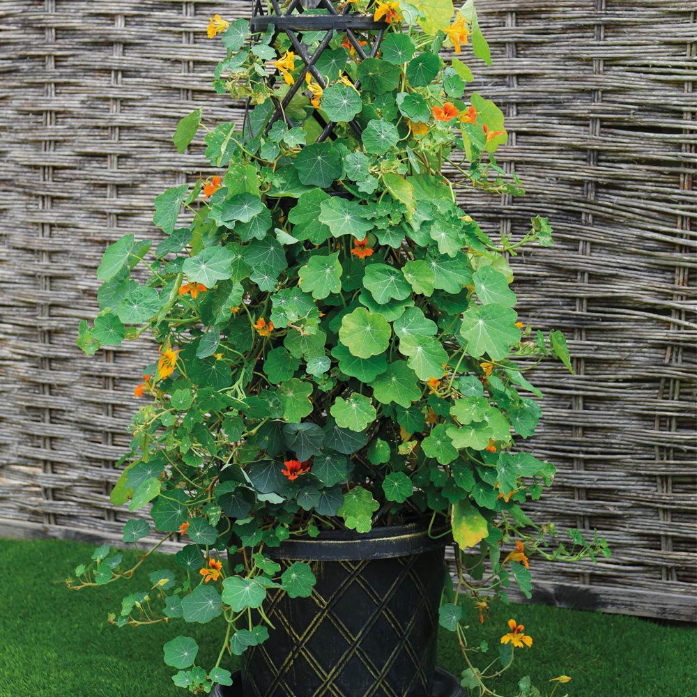 Thompson and Morgan Garden Planter Tower Pot 1.3m Image 4