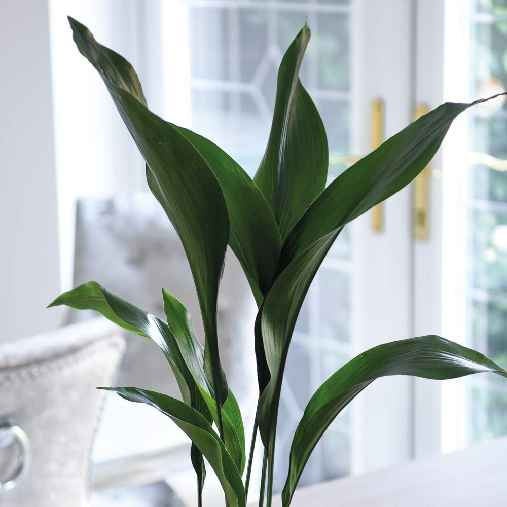 Thompson & Morgan Aspidistra Cast Iron Plant Elatior Potted Plant Image 3