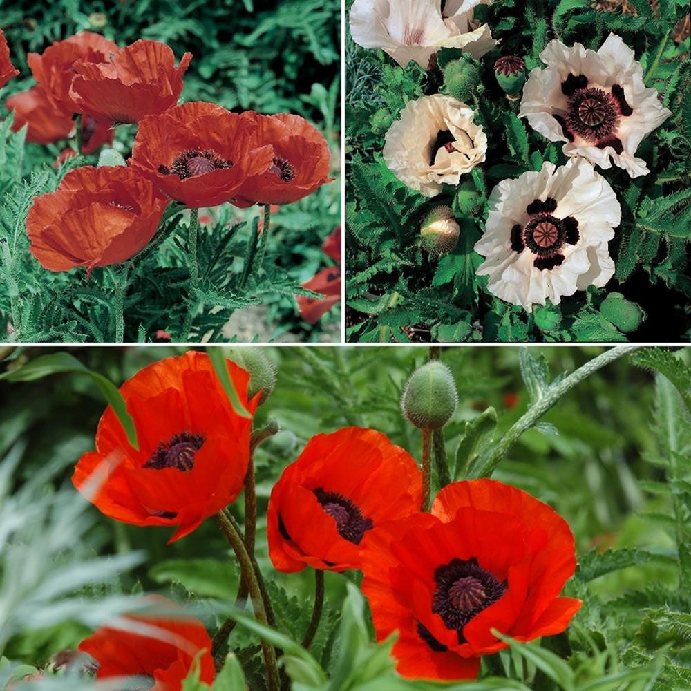 Thompson & Morgan Poppy Oriental Collection Bare Root 8 Pack Image 1