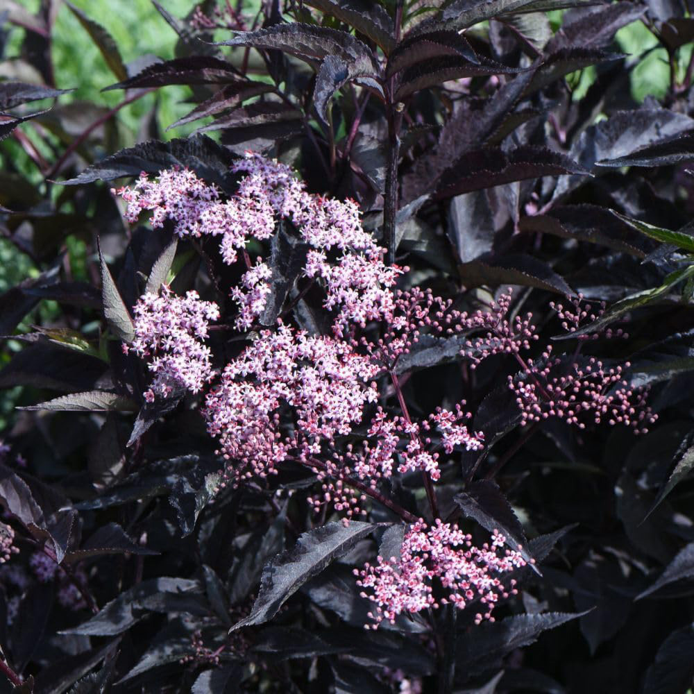 Thompson and Morgan Sambucus Nigra Black Beauty Potted Plant 9cm Image 3