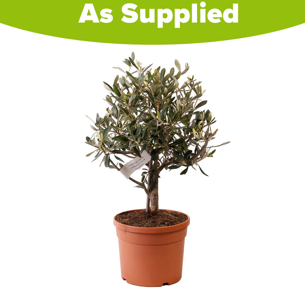 YouGarden Mini Olive Standard Tree in Pot Image 3