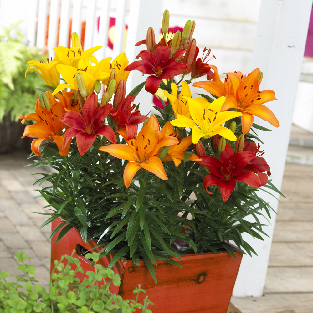 Shop Spring Bulbs