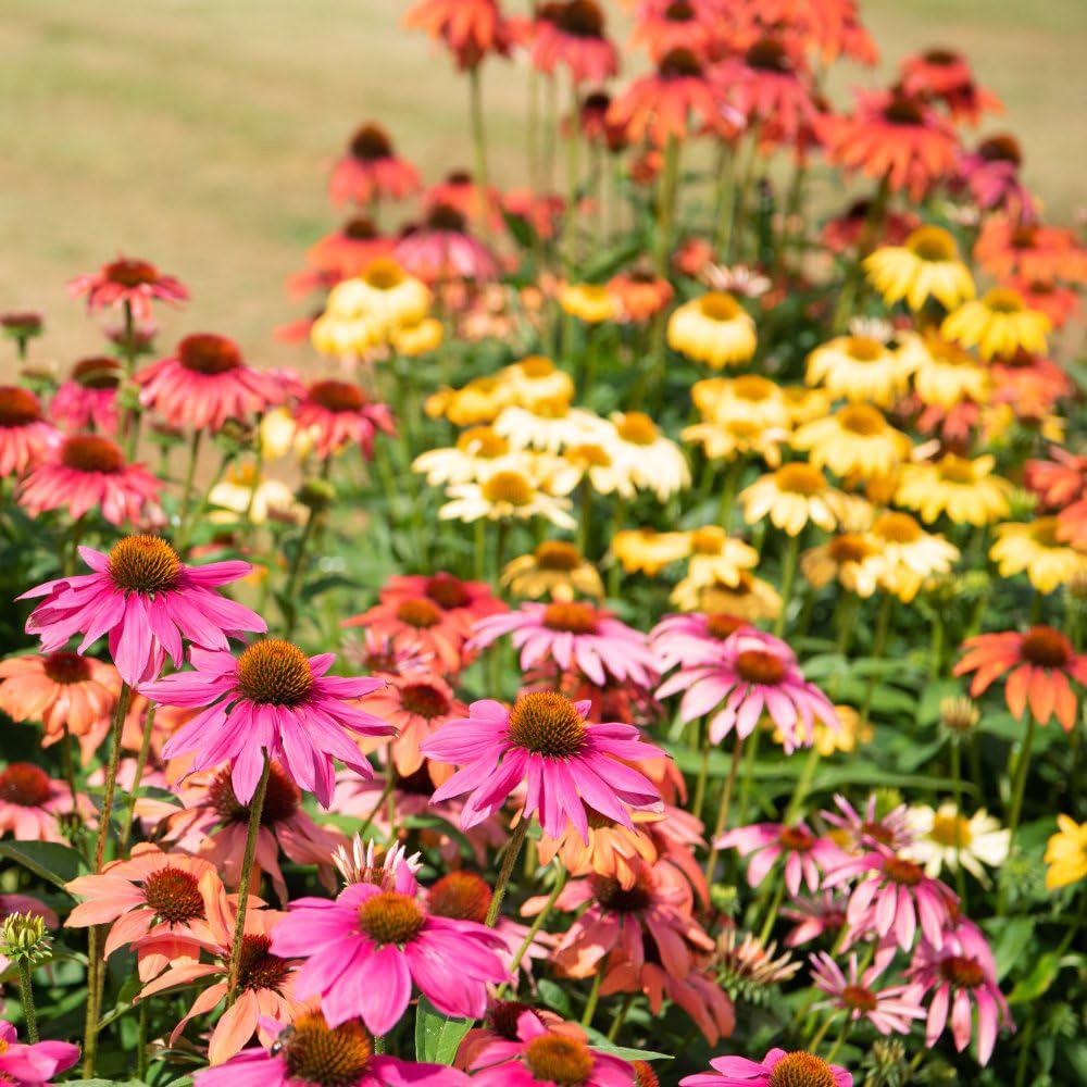 Thompson and Morgan Ultimate Autumn Planting Perennial Collection Garden Ready Plant 60 Pack Image 3