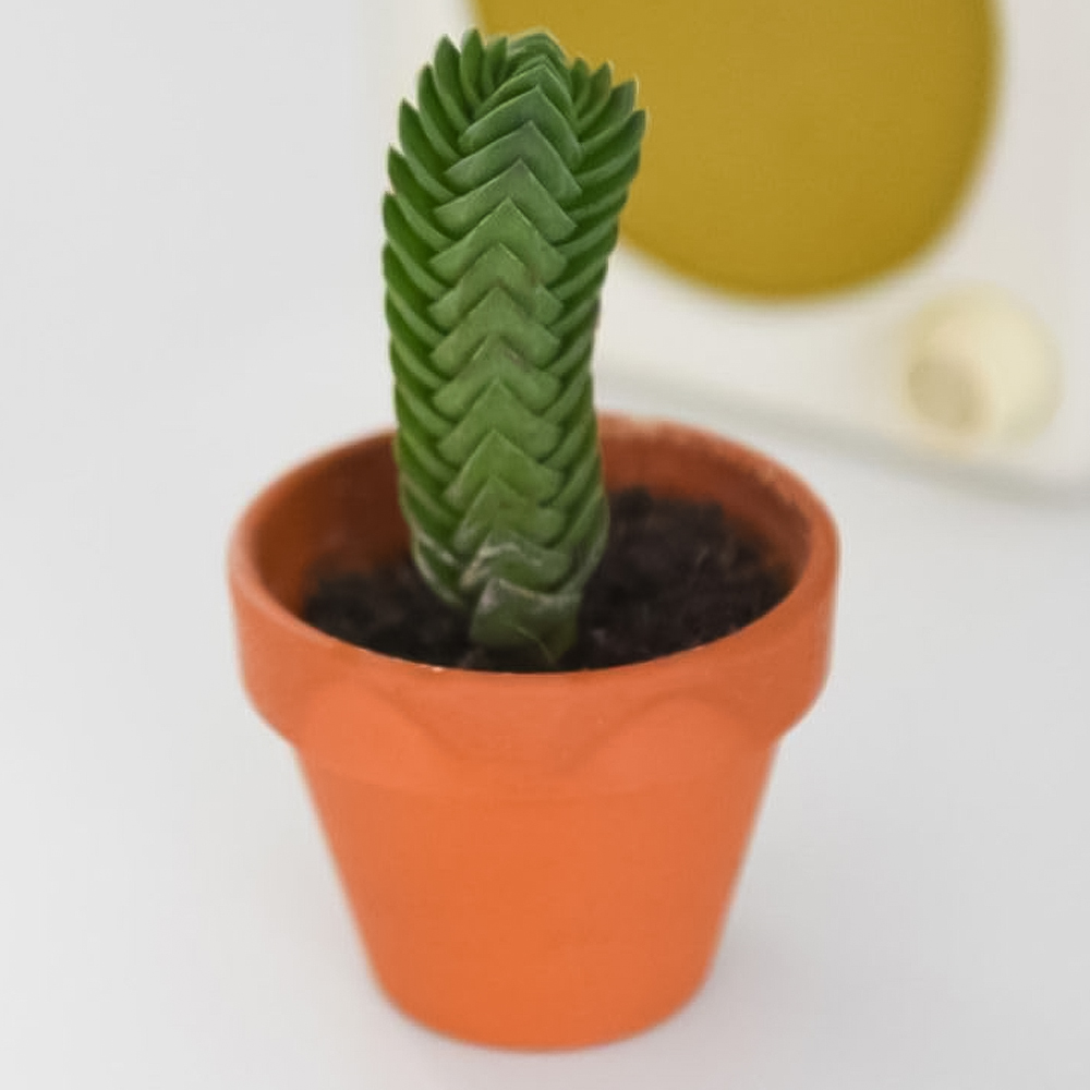 Thompson and Morgan Crassula Buddhas Temple Potted Plant 6cm Image 1
