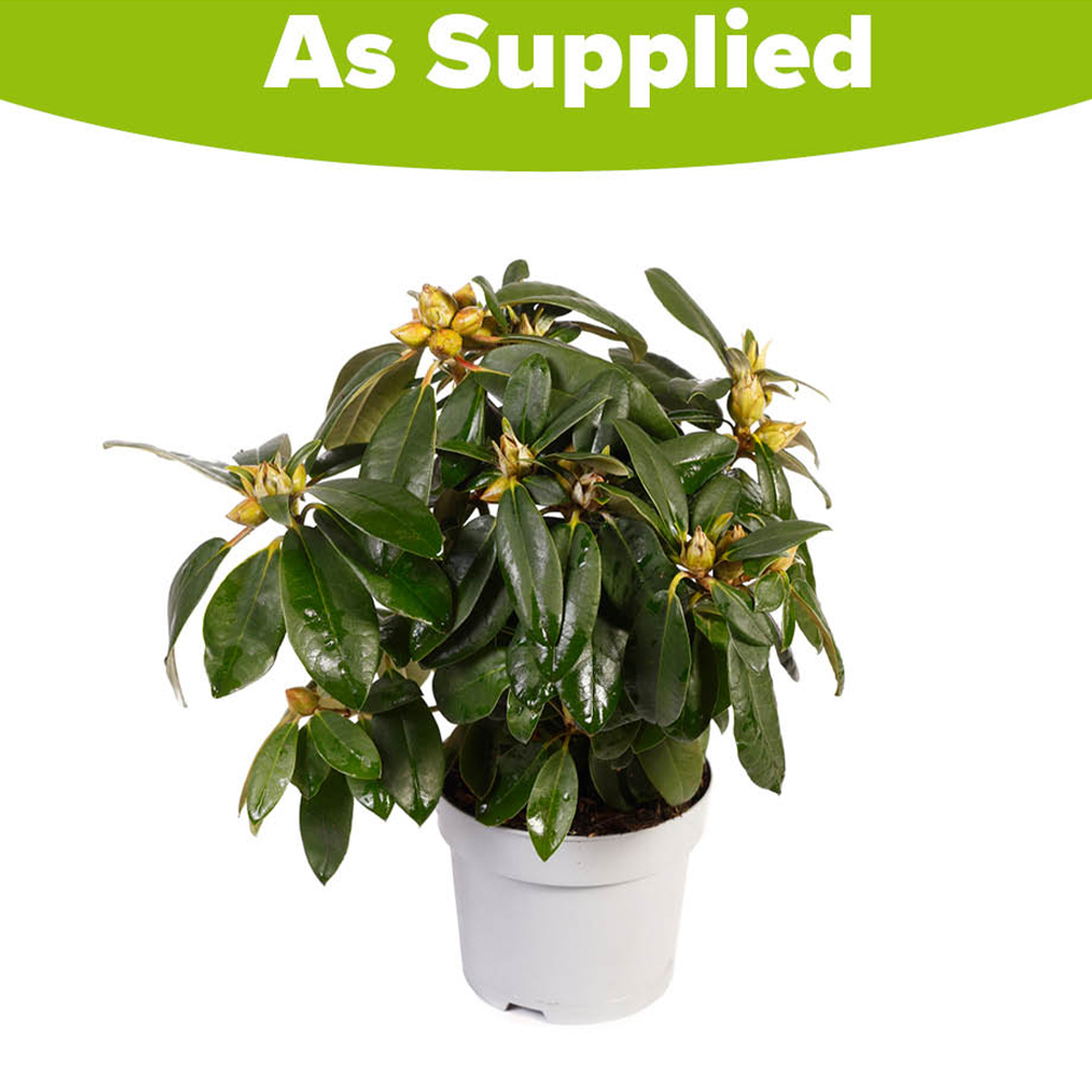 YouGarden Pink Rhododendron Hybrid Plant Pot 15cm Image 4