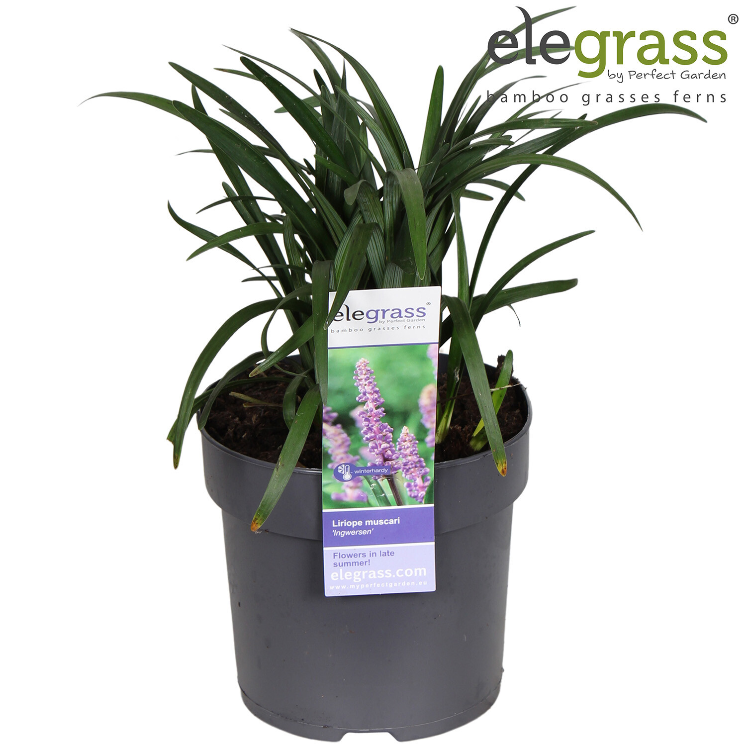Liriope Muscari 'Ingwersen' Image