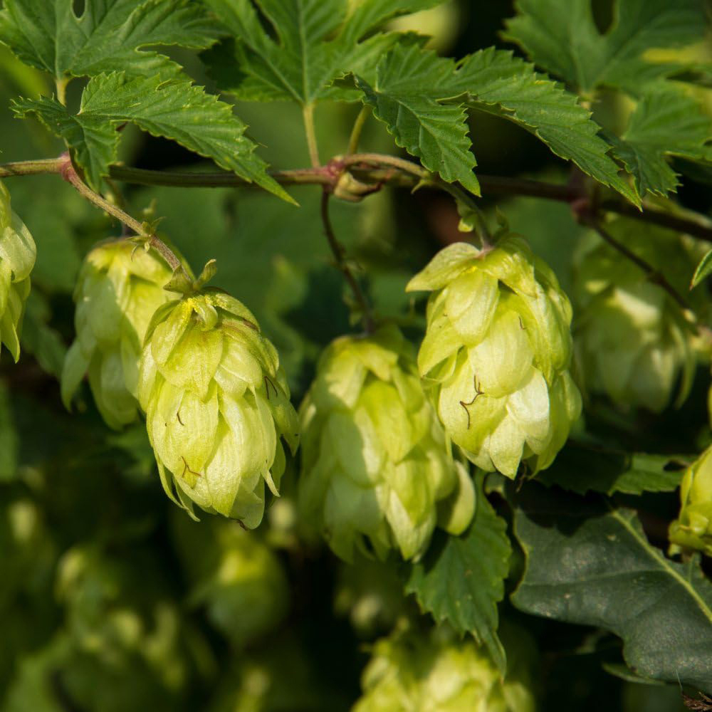 Thompson & Morgan Humulus lupulus Aureus Plant Pot 1L Image 3