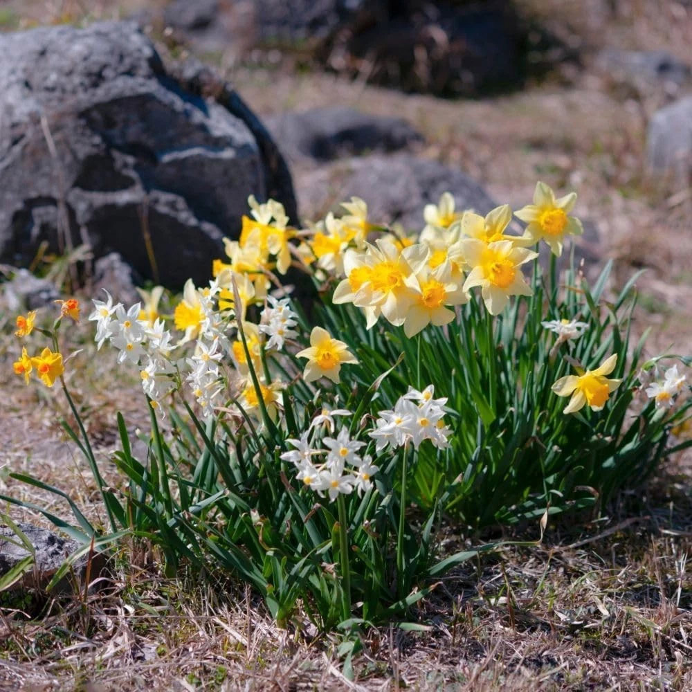 Thompson and Morgan Daffodil Rockgarden Mixed Spring Planting Bulb 20 Pack Image 3
