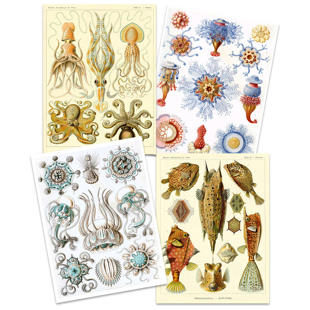 Artery8 Vintage Ernst Haeckel Sea Octopus Wall Art Print 30 x 41cm 4 Pack Image 3