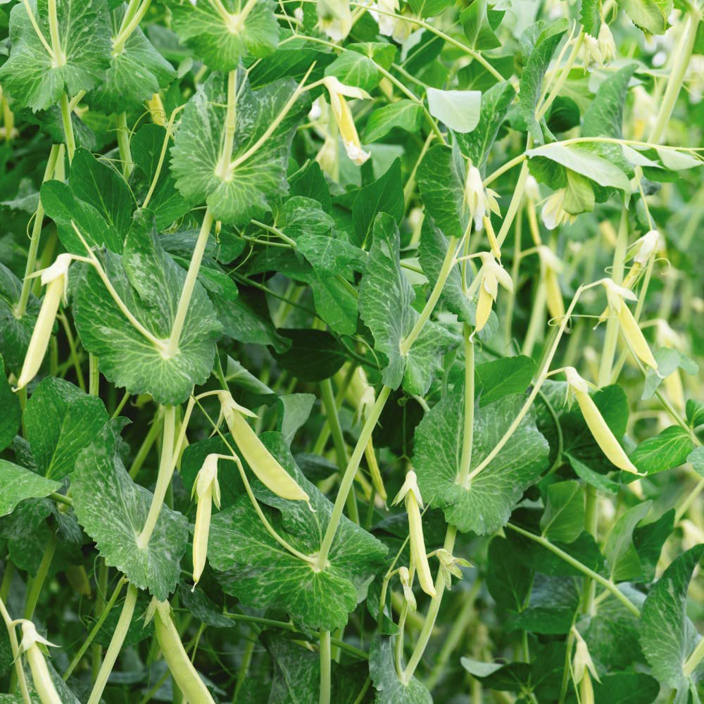Thompson and Morgan Pea Sugarsnap Opal Creek Seeds Image 1