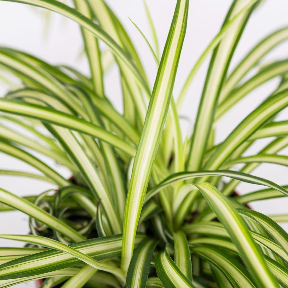 Thompson and Morgan Chlorophytum Atlantic Spider Plant Pot 12cm Image 3