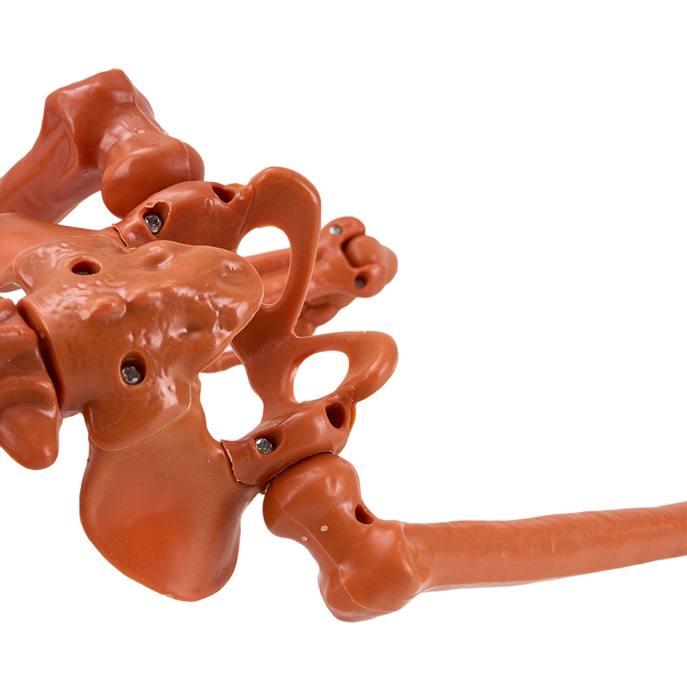 Living and Home Orange Posable Pumpkin Skeleton Halloween Decoration 3ft Image 3