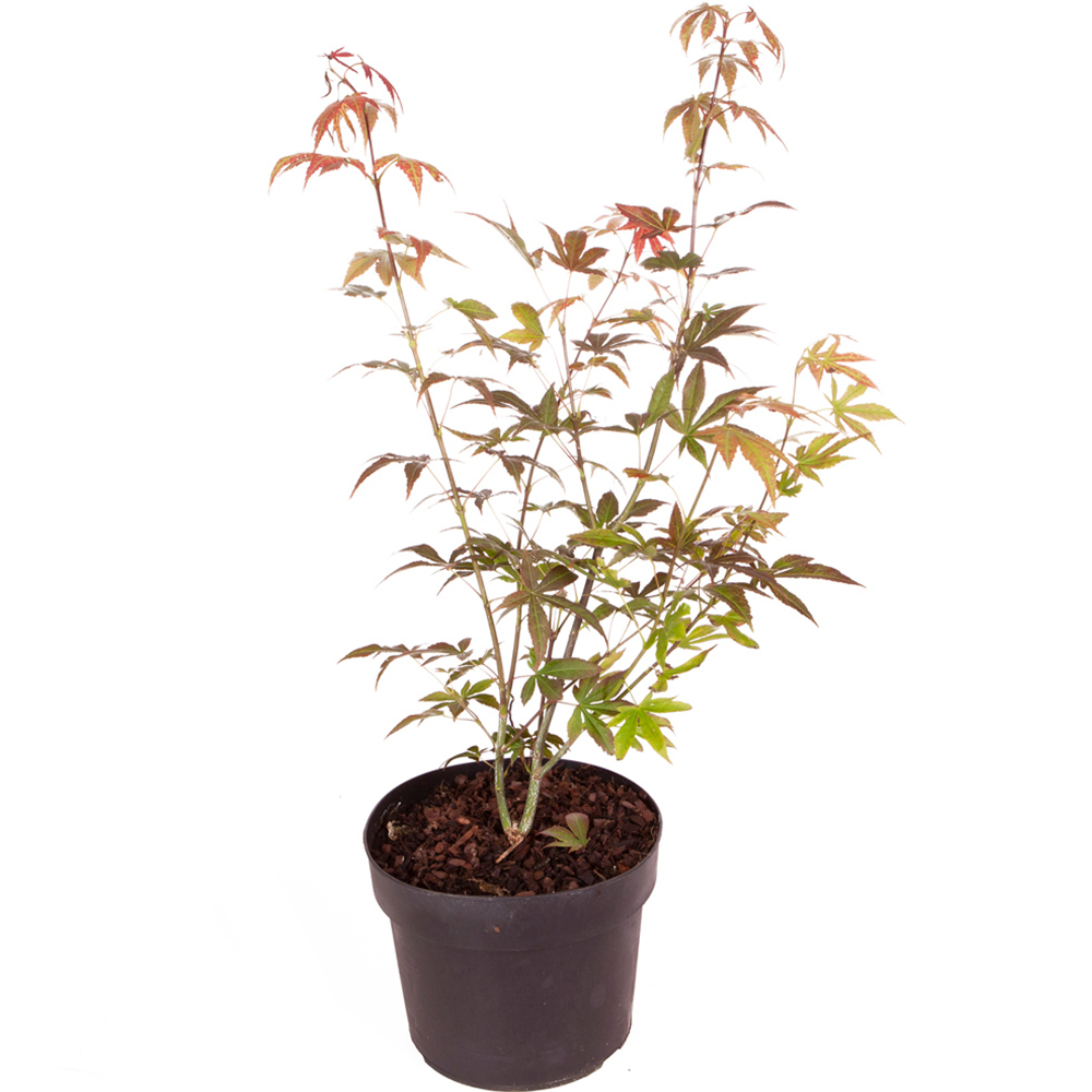 wilko Acer Palmatum Atropurpureum Plant Pot Image 3