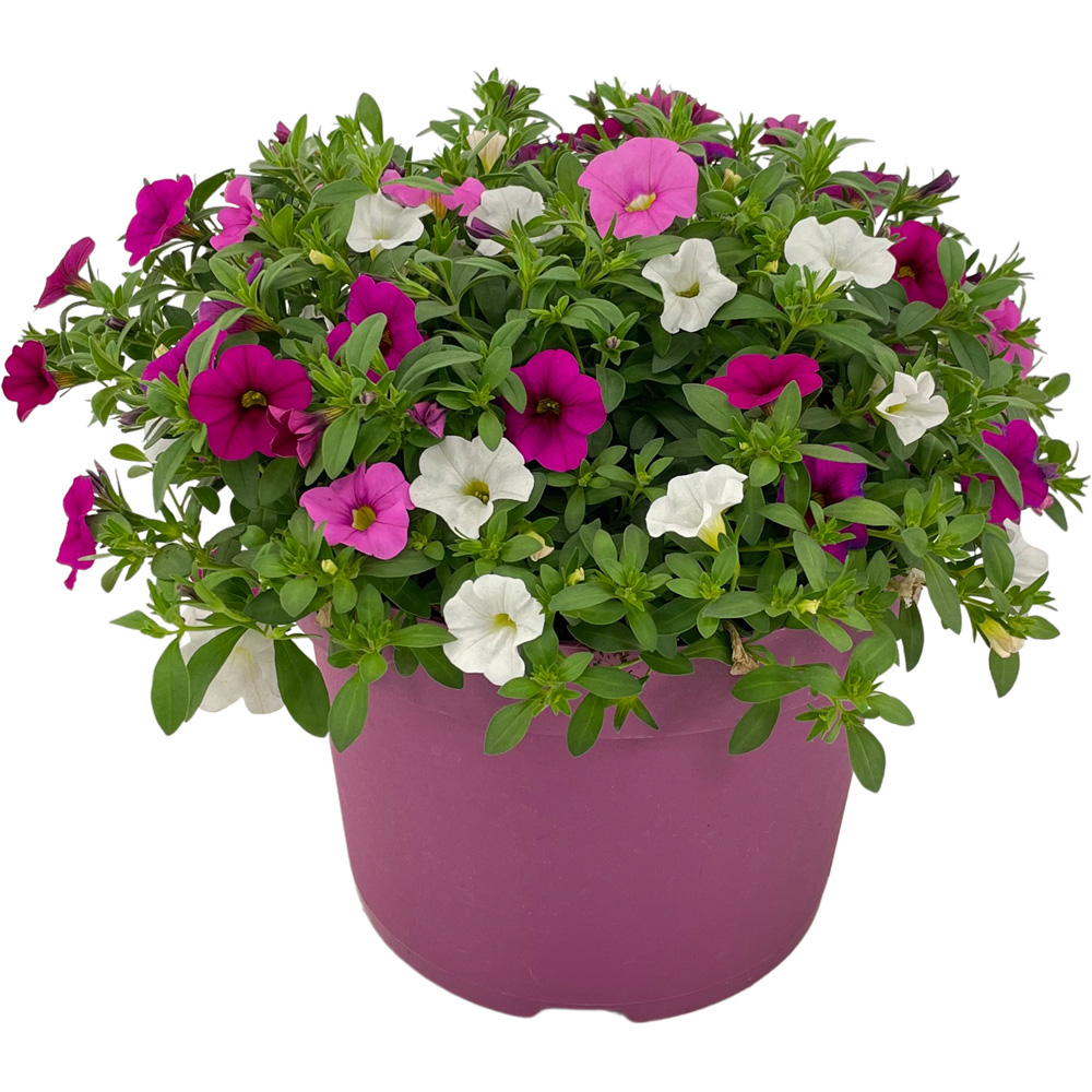Bedding Trixi Plant Image 3
