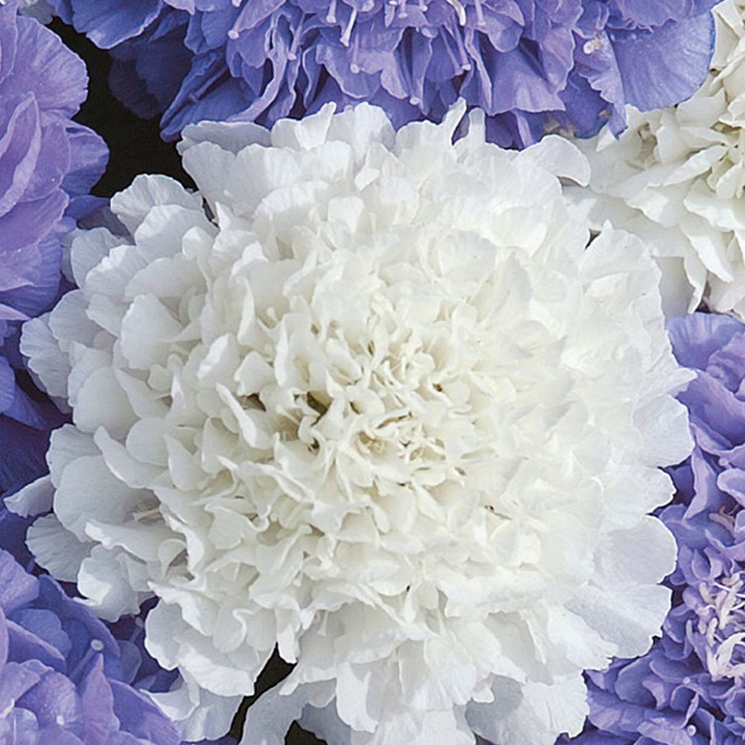 Johnsons Scabious Musical Prelude Flower Seeds Image 1