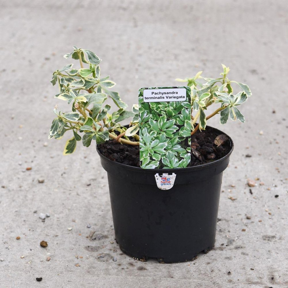 Thompson and Morgan Pachysandra Terminalis Variegata Plant Pot 1.5L 2 Pack Image 2