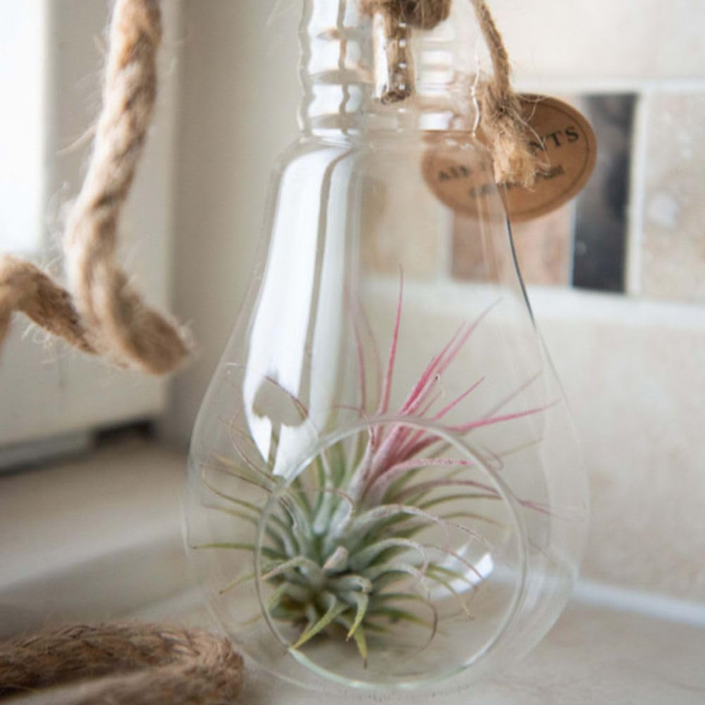 Thompson and Morgan Tillandsia Air Plant in Glass Bulb with Rope Image 6