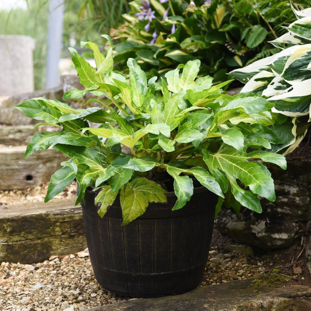 Thompson and Morgan Fatsia Camouflage Plant Pot 3L 2 Pack Image 2