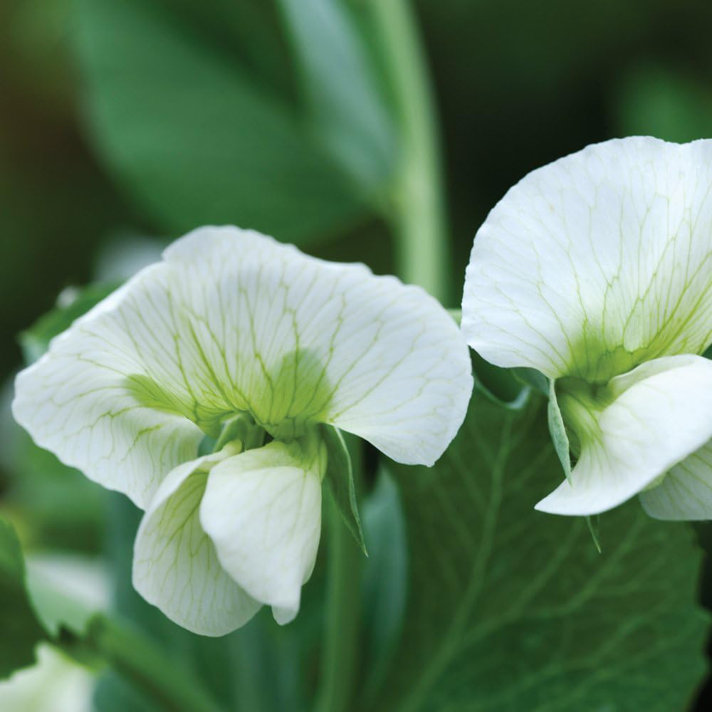 Thompson and Morgan Pea Hurst Green Shaft Seeds Image 2