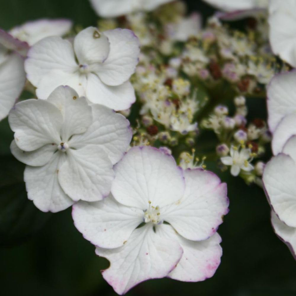 Thompson & Morgan Hydrangea Macrophylla Sandra Plant Pot 3L Image 2