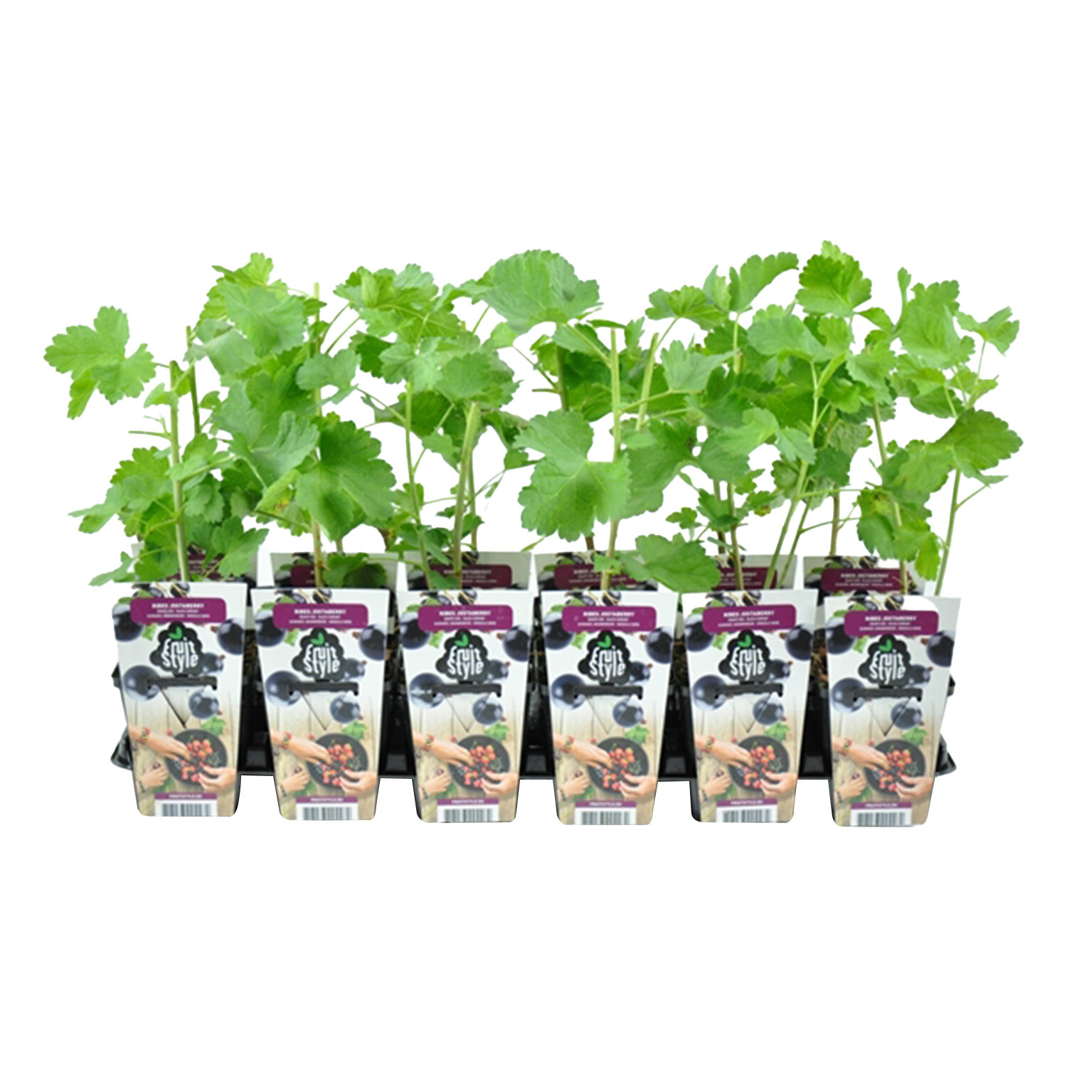 Jostaberry Plant Image