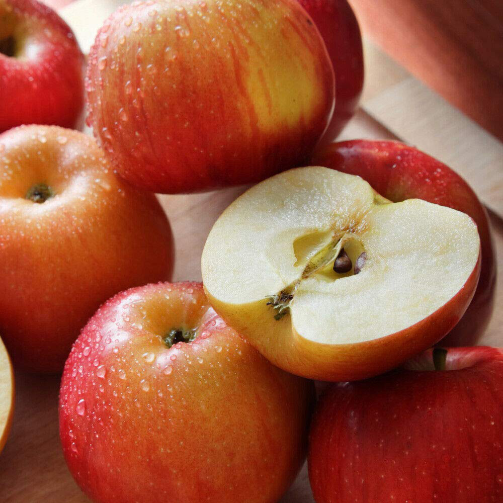 Thompson and Morgan Apple Malus Braeburn Patio Standard M9 Plant Pot 5L 2 Pack Image 3