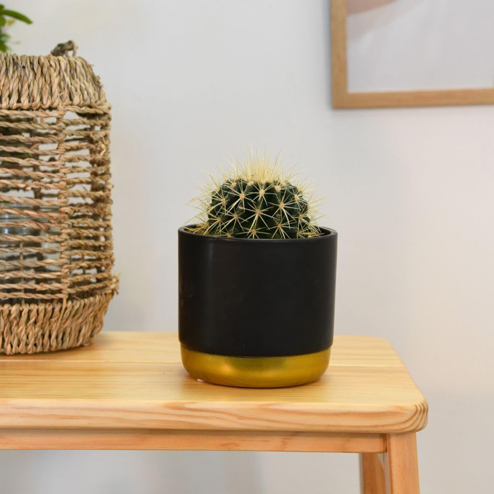 Thompson and Morgan Echinocactus Grusonii Plant Pot 10.5cm 2 Pack Image 5