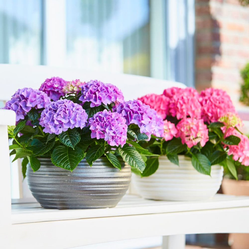 Thompson and Morgan Hydrangea Tabletop Plant Pot 17cm 3 Pack Image 6