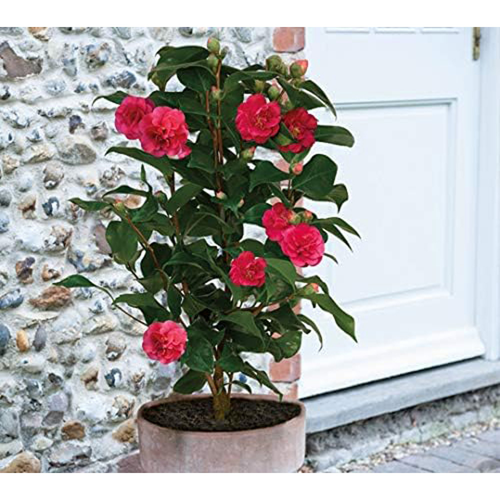 Thompson and Morgan Camellia Blooming Wonder Red Gift Plant Pot 15cm 2 Pack Image 4