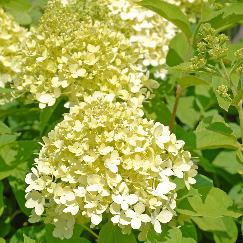 Thompson and Morgan Hydrangea Paniculata Limelight Plant Pot 3.6L 3 Pack Image 6