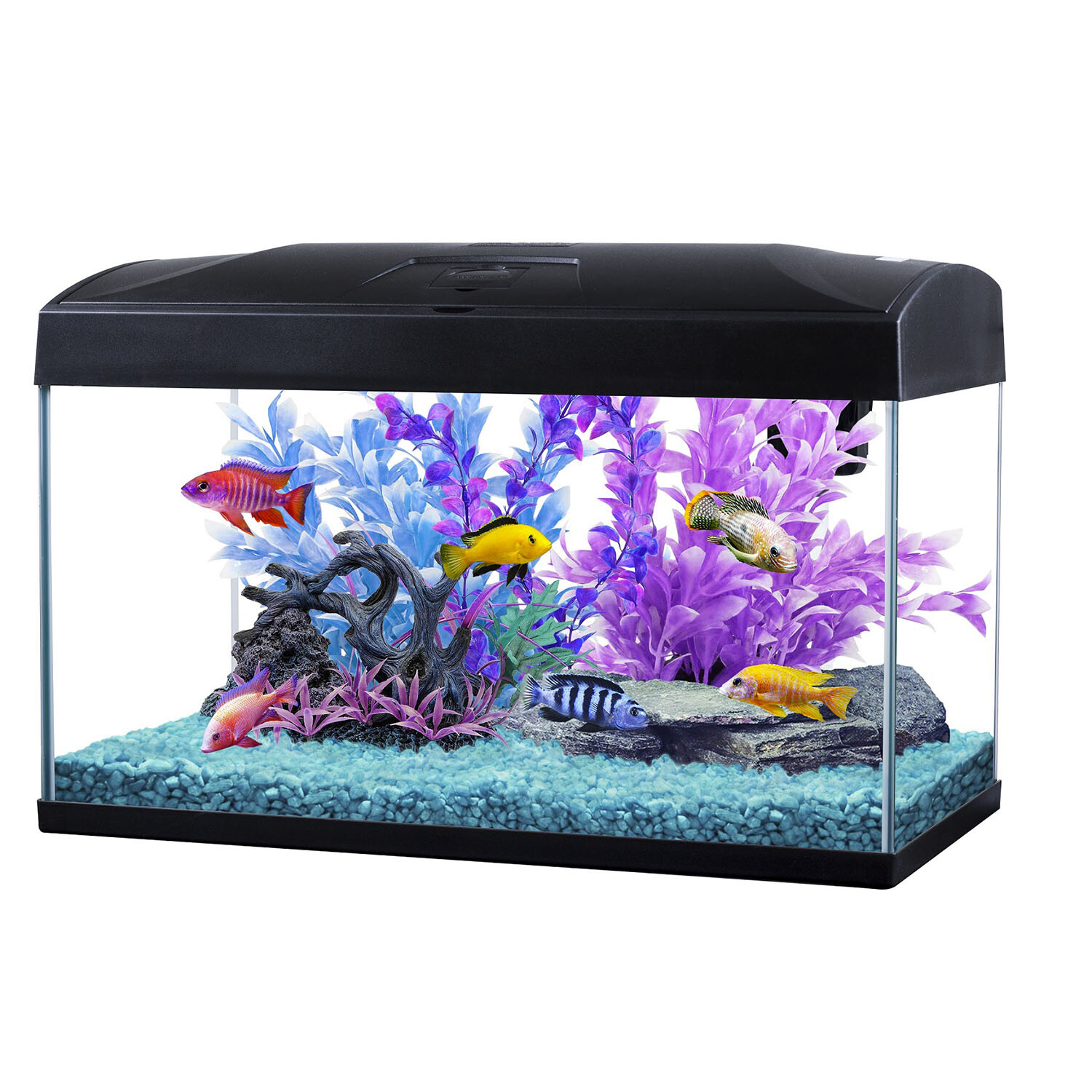 Shop Fish Tanks & Supplies