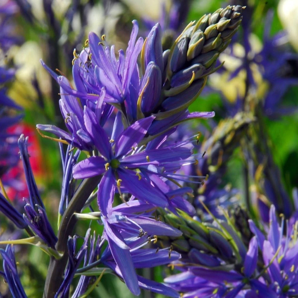 Thompson and Morgan Camassia Leichtlinii Caerulea Planting Bulb 12 Pack Image 4