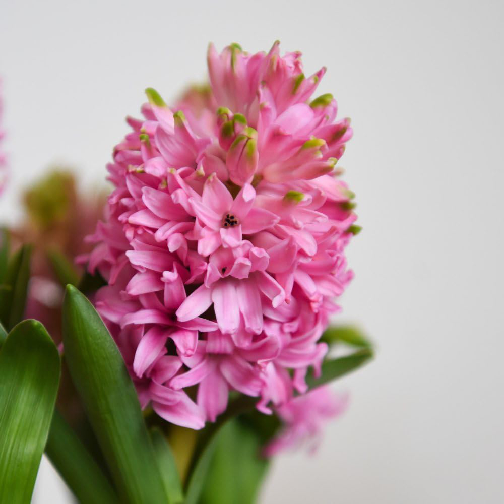 Thompson and Morgan Christmas Gift Hyacinth Scented Pink Pearl 5 Planting Bulb in Pot 16cm 2 Pack Image 2