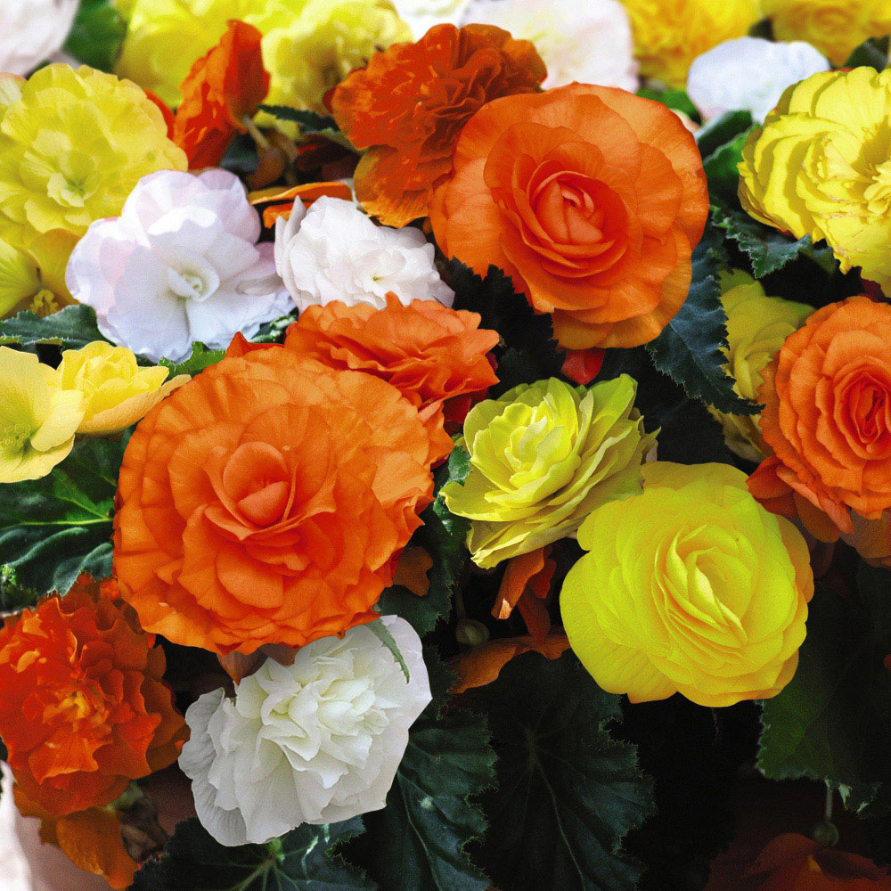 Thompson and Morgan Begonia Nonstop Citrus Mix Garden Ready Plant 30 Pack Image 1