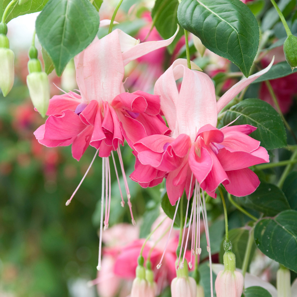 YouGarden Fuchsia Jumbo Flowered Collection Plug Plant 12 Pack Image 5
