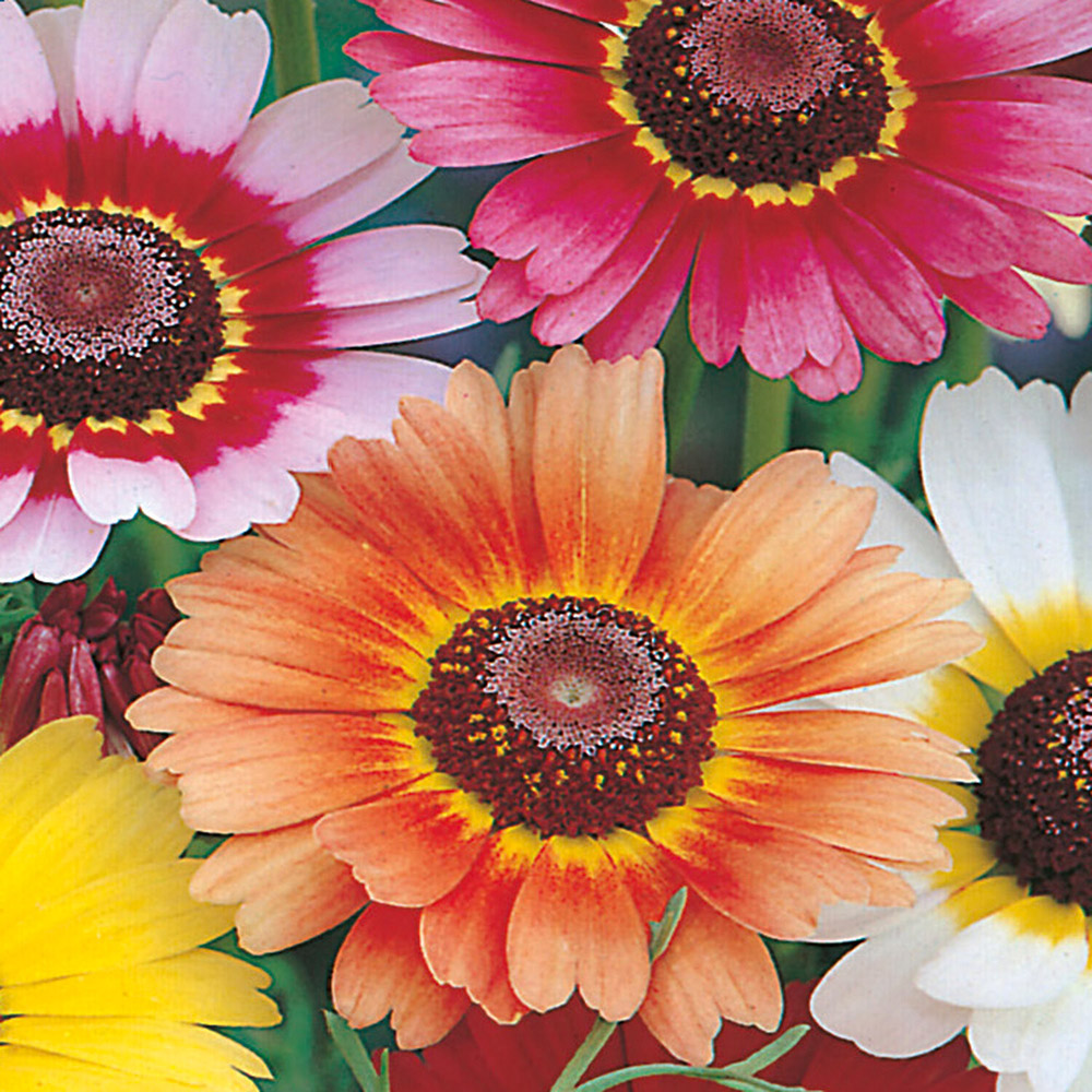 Pack of Chrysanthemum Tricolour Mixed Seeds Image 2