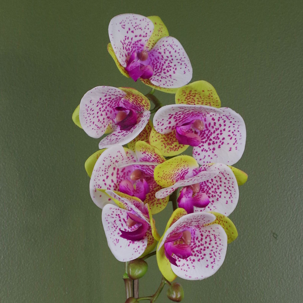 Botanik Pink Harlequin Orchid Artificial Plant in Silver Pot 46cm Image 3