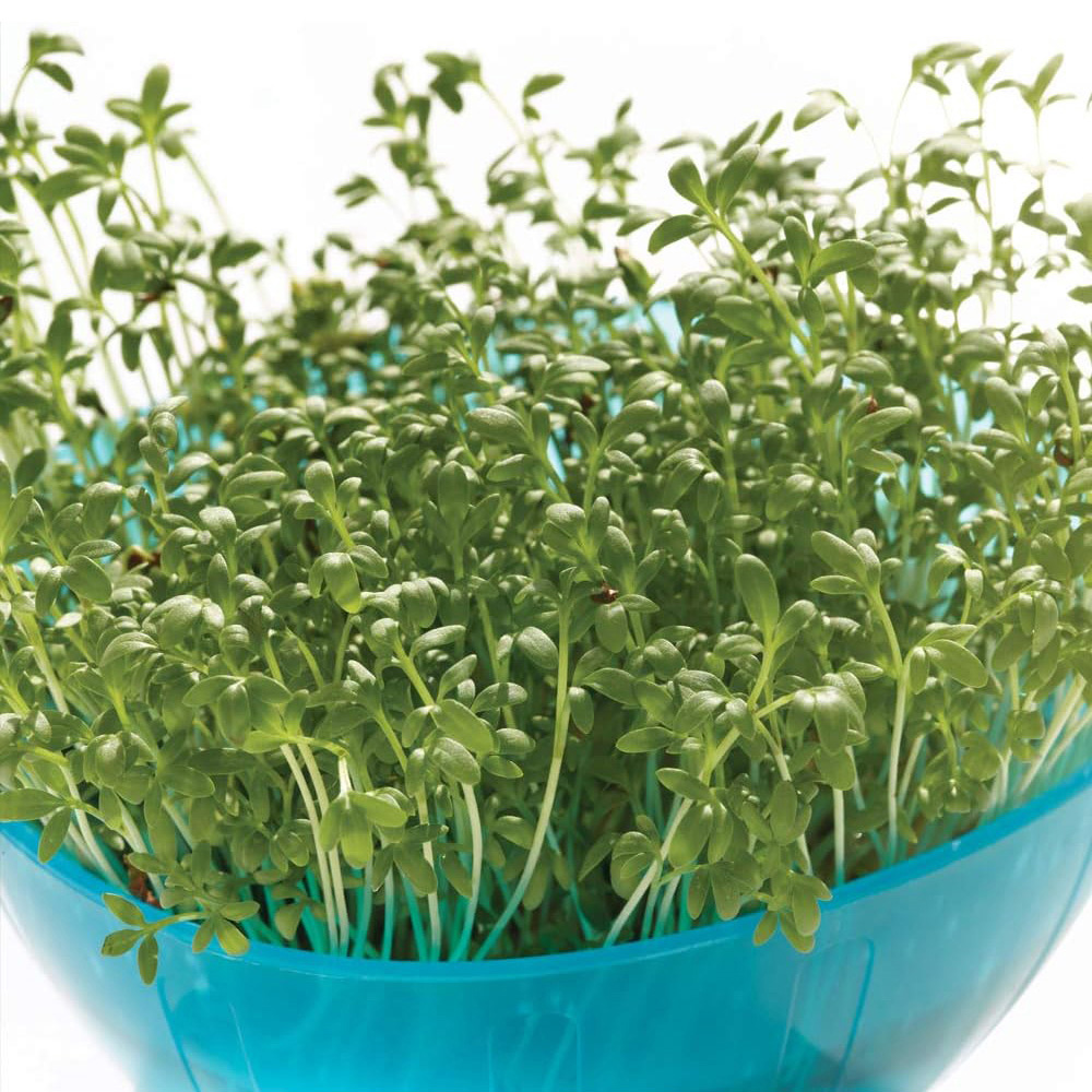 Thompson & Morgan Cress Extra Curled 1500 Seeds Packet Image 1
