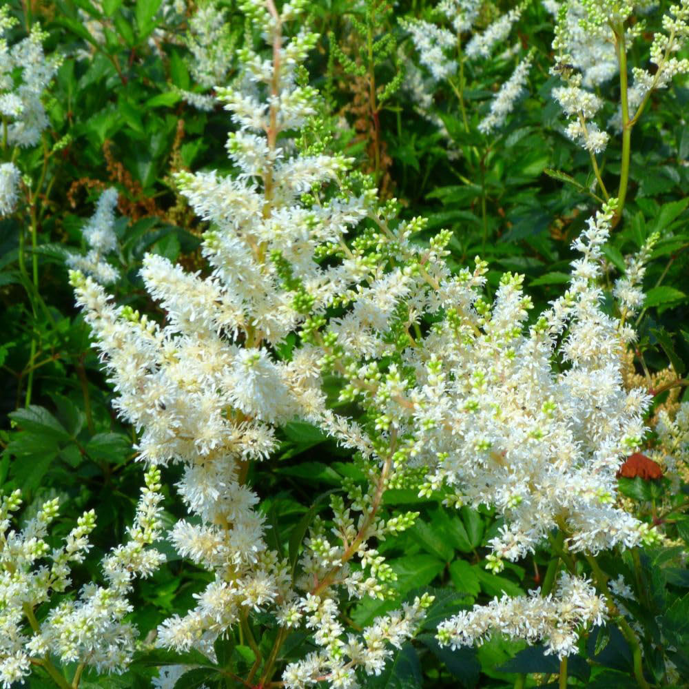 Thompson and Morgan Astilbe X Arendsii Weisse Gloria Plant Pot 9cm 2 Pack Image