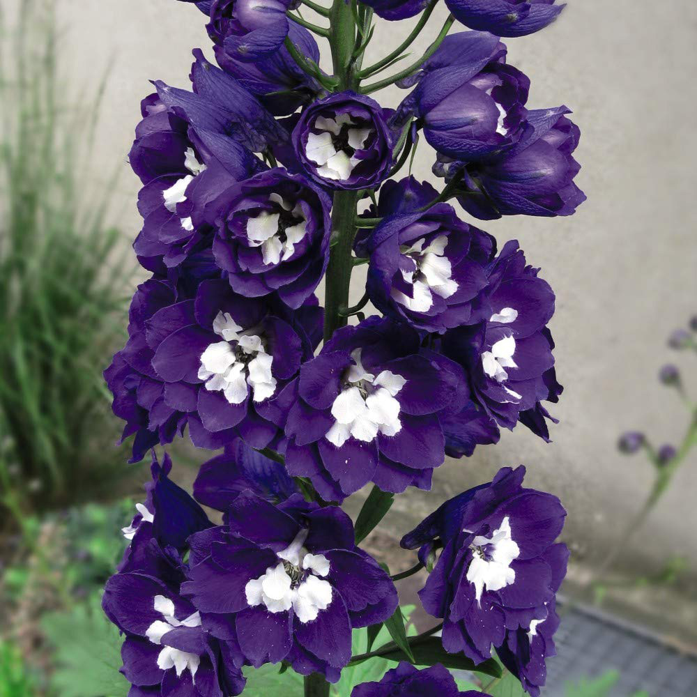 Thompson and Morgan Delphinium Dark Blue and White Bee Plant Plug 24 Pack Image 3