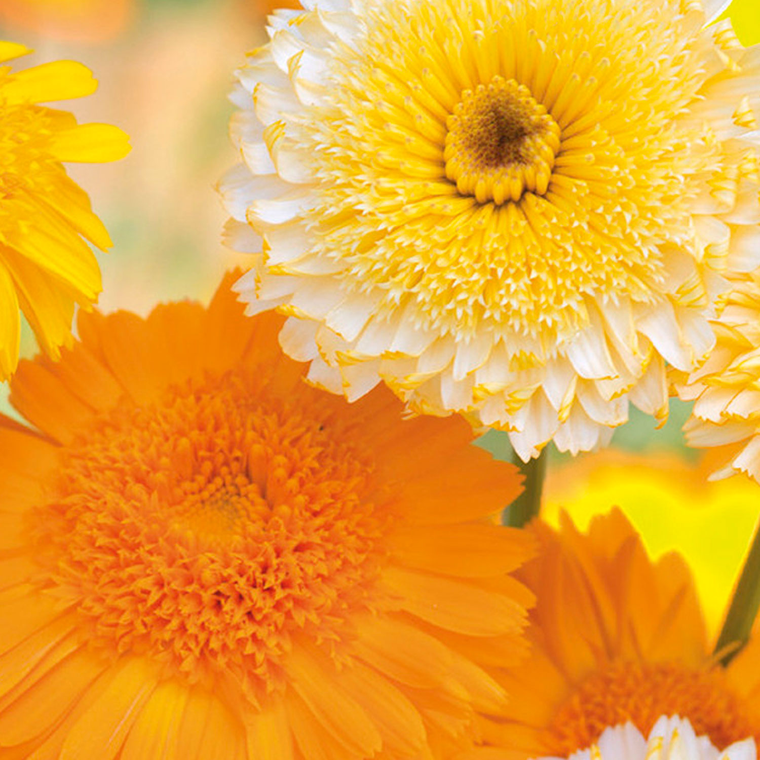 Johnsons Calendula Kinglet Mixed Flower Seeds Image 1