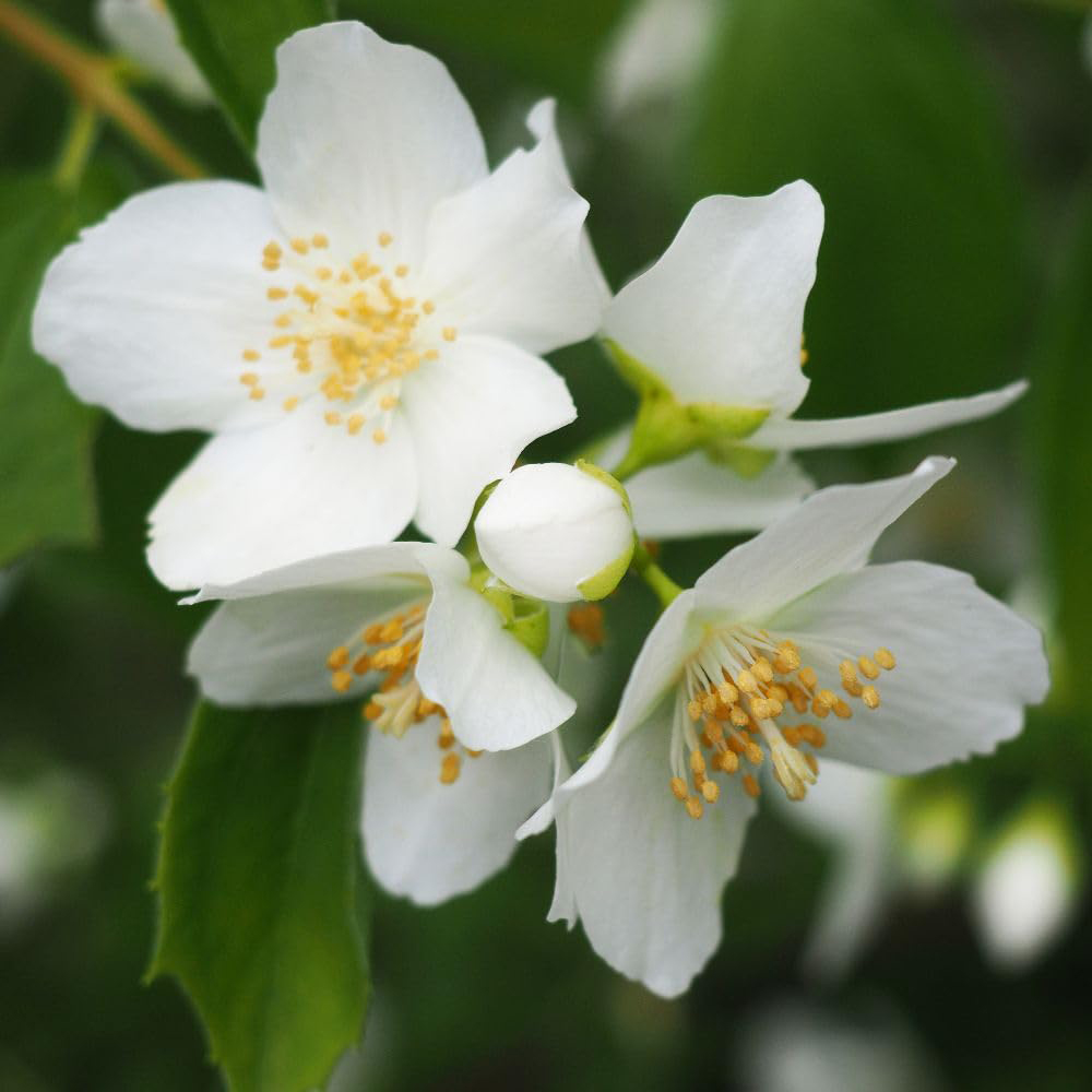 Thompson and Morgan Philadelphus Snowbelle Plant in Pot 10L Image 1