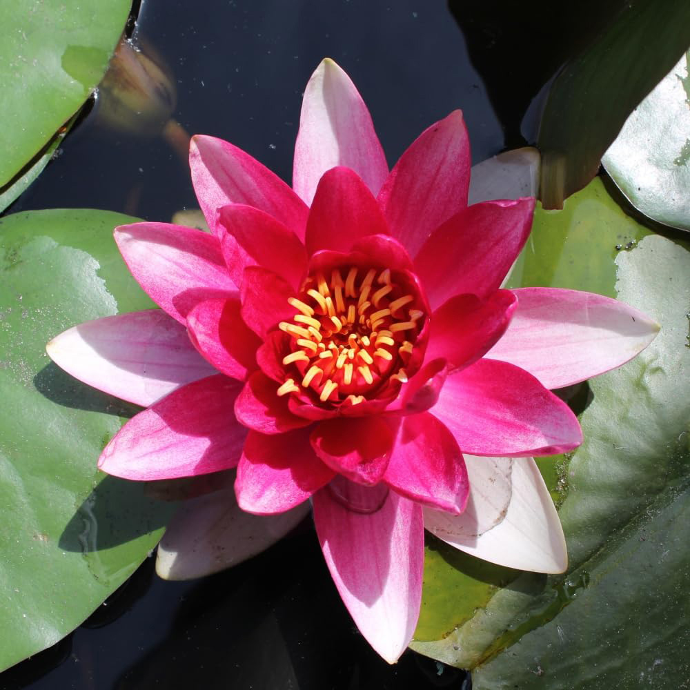 Thompson and Morgan Nymphaea Red Waterlily Plant Pot 9cm 3 Pack Image 1