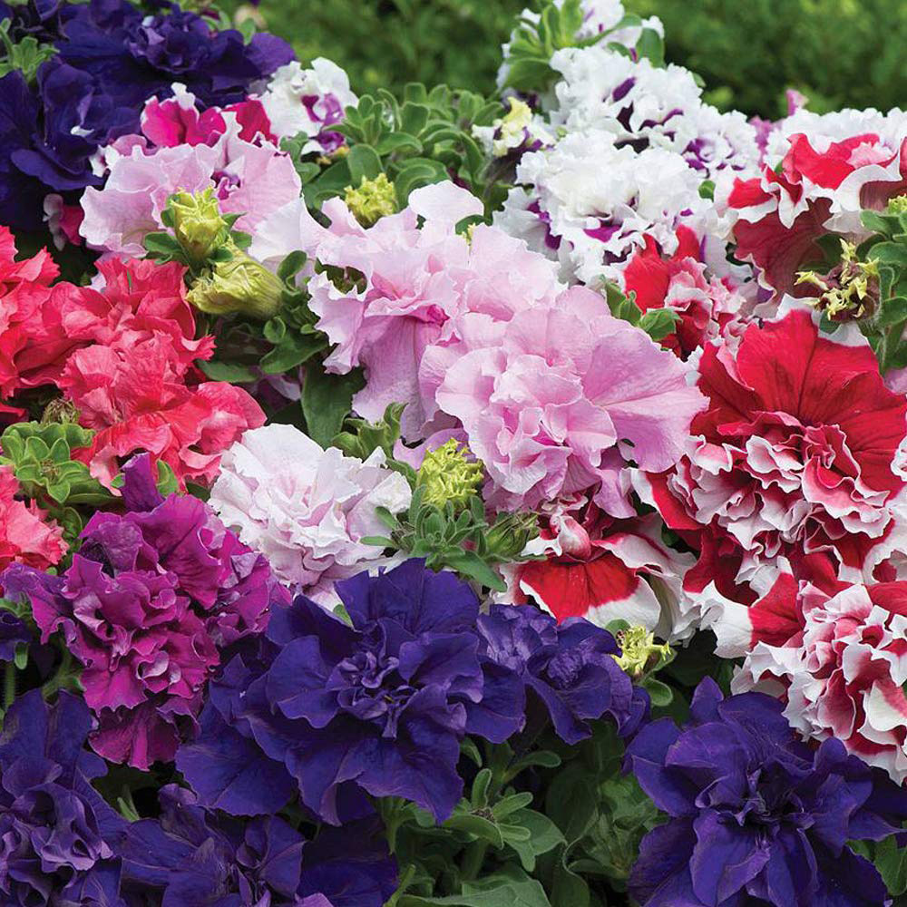 Thompson and Morgan Petunia Orchid Flowered Mix Garden Ready Plant 15 Pack Image 1